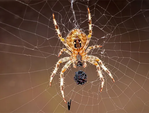 Dedetização de Aranhas no Jardim das Flores