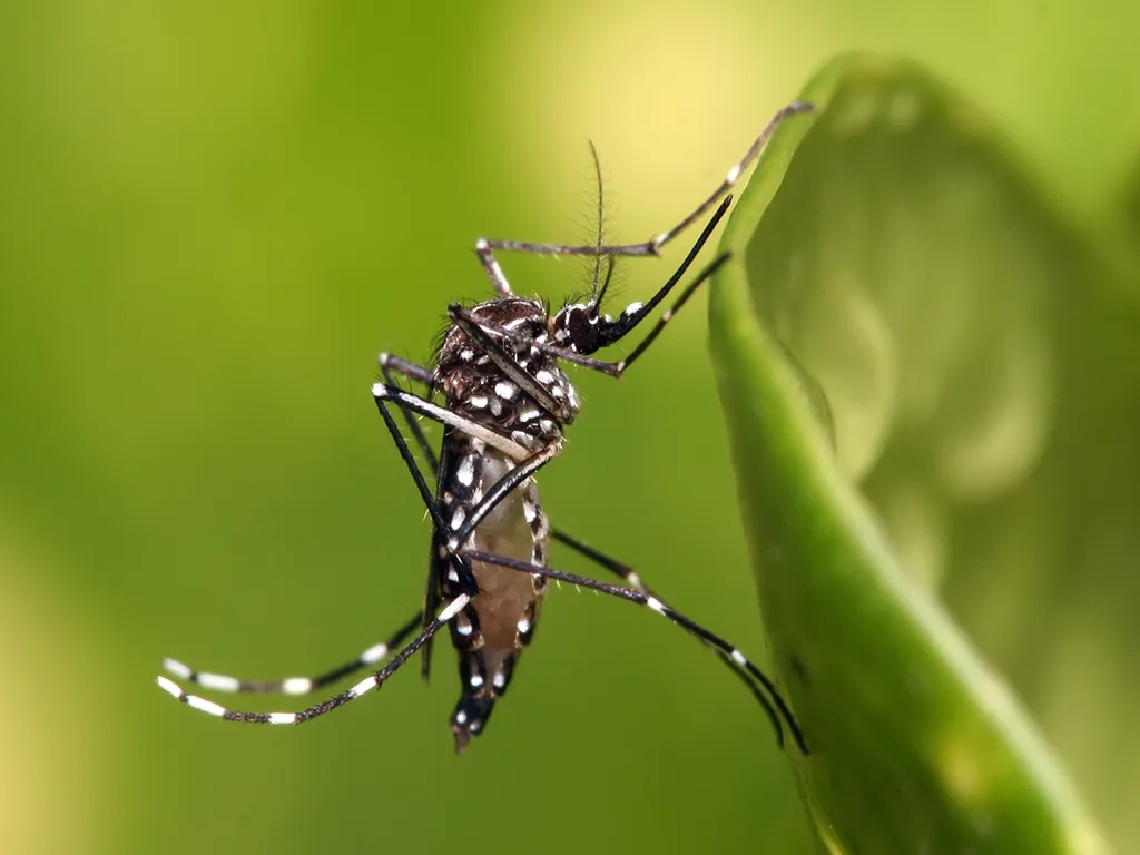 Dedetização de Mosquitos no Jardim das Flores
